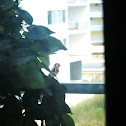 European Goldfinch