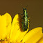 Blister Beetle