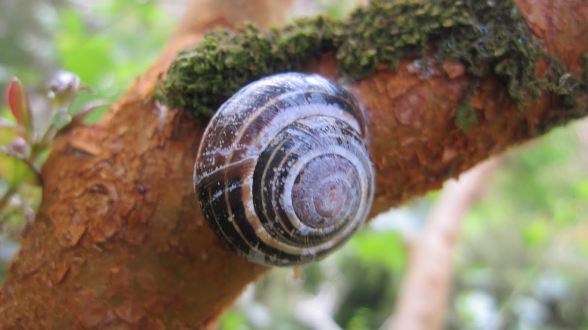 Grove Snail
