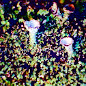 Pixie Cup Lichen