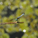 Blue Dasher Dragonfly