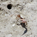 Sand Fiddler Crab
