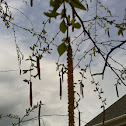 River birch