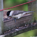 Marsh Tit