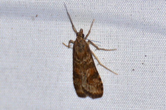Spotting Image 1
