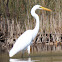 Eastern Great Egret