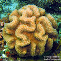 Sinuous Cup Coral