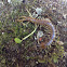 Giant centipede