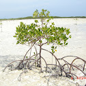 Mangrove