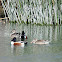 Northern Shoveler