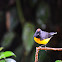 Slate-throated Redstart