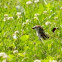 Chipping Sparrow
