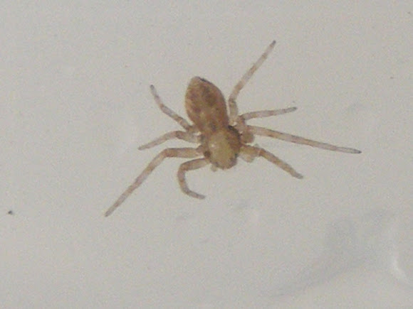 Spotting Image 1