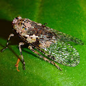 Fulgorid Bug