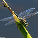 Dragon Fly