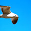 Ring-Billed Gull
