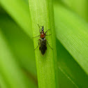 March Fly or Lovebug