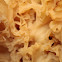 Cauliflower mushroom