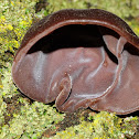 Judas' Ear, Oreja de Judas