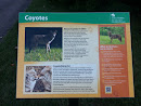 Coyotes Trail Sign