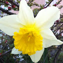 Narciso