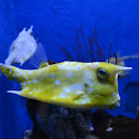 Longhorn Cowfish
