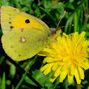 Clouded Yellow