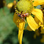 Wasp