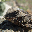 Horned Toad 