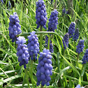 Grape Hyacinth