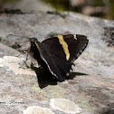 Golden Banded-Skipper