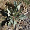 Puzol 5 ¿limonium?