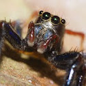 Jumping Spider
