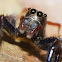 Jumping Spider