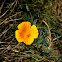 california poppy