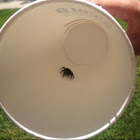 Daring Jumping Spider