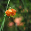 Tiger Lily