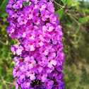 Butterfly bush