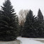 Blue Spruce