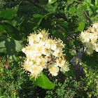 Washington Hawthorn