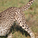 Cheetah