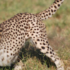 Cheetah