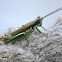 Grasshopper