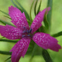 Deptford Pink