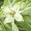 Monument Plant