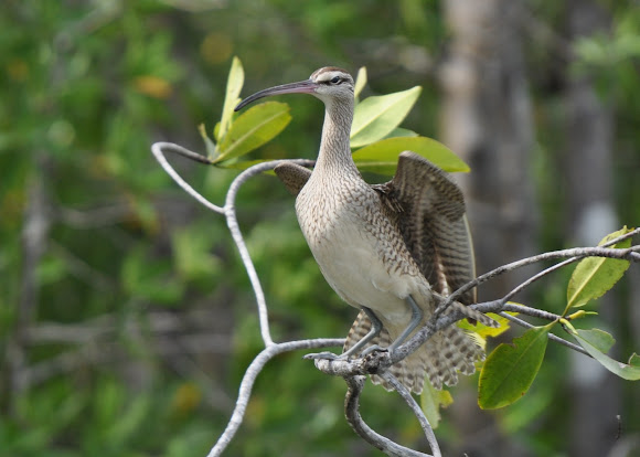 Spotting Image 1
