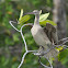 Whimbrel