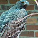 Martial Eagle
