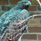 Martial Eagle