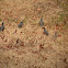 California Quail